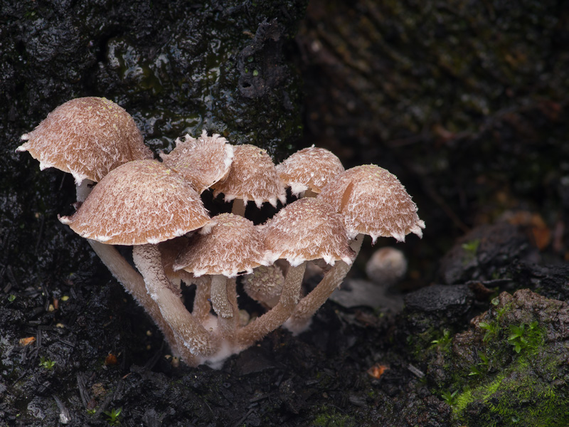 Psathyrella pennata